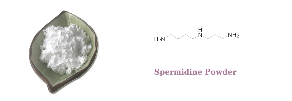 Spermidine Powder Supply.jpg